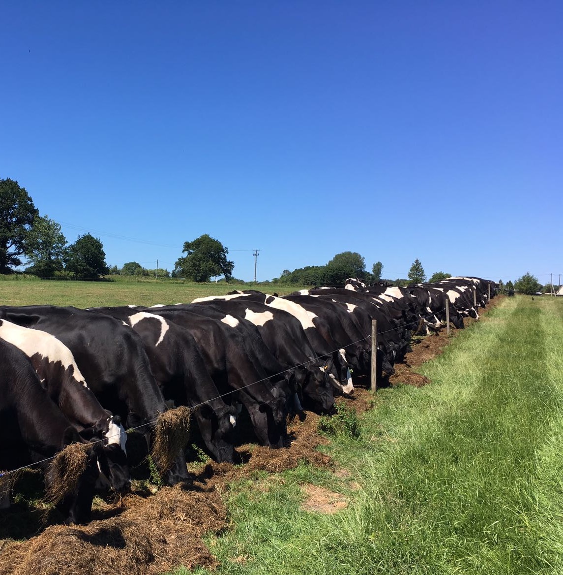 a large group of cows in a field